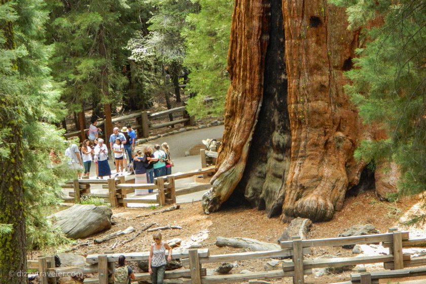 The huge General Sherman Tree in the park