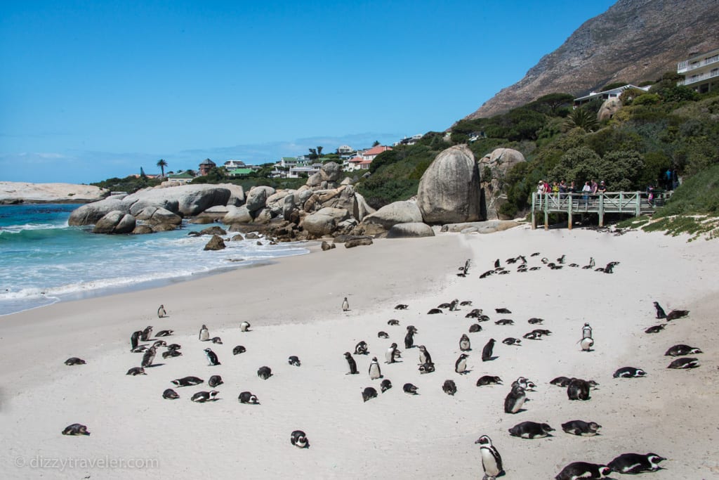 African penguins-Boulder Beach