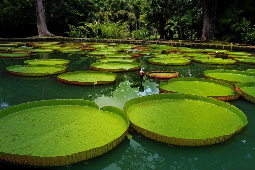 Giant Water Lilies Pond