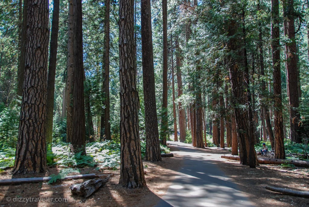 Mariposa Grove, Yosemite