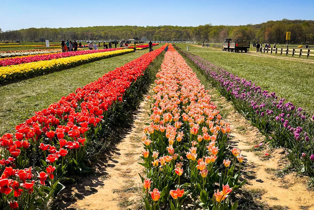 Tulip Garden, , New Jersey 
