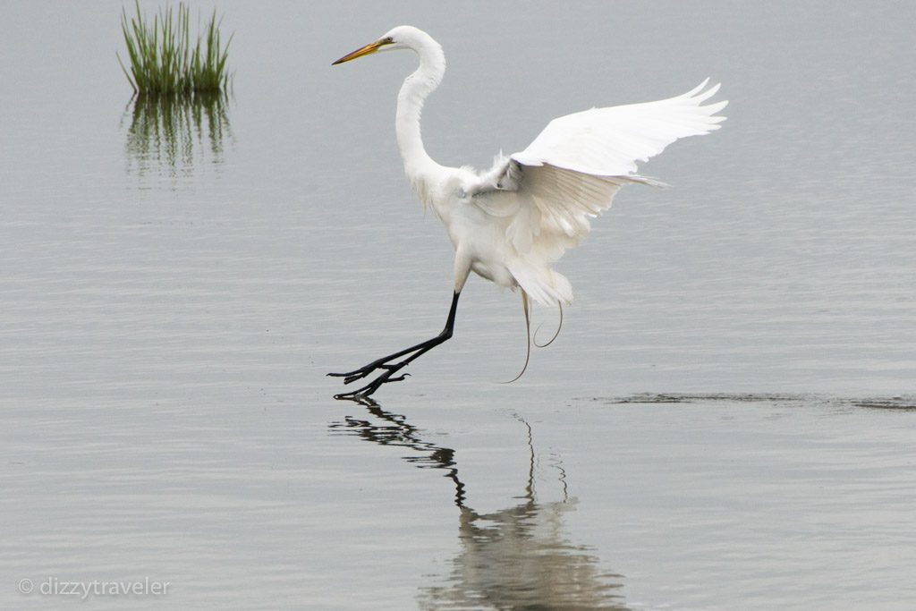 The Edwin B. Forsythe National Wildlife Refuge