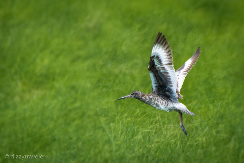 Willet in New Jersey