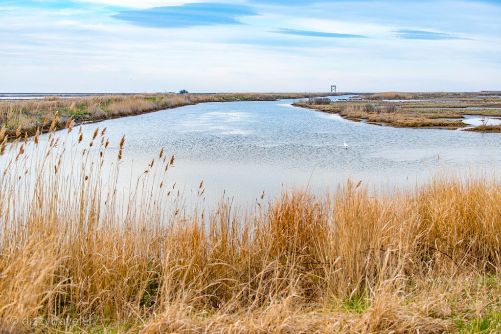 Edwin B. Forsythe National Wildlife Refuge , New Jersey