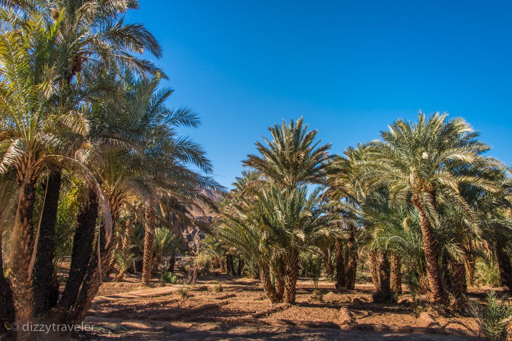 desert Oasis