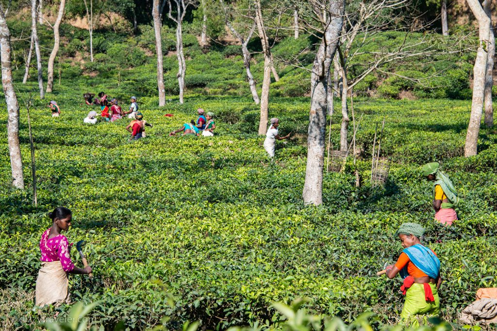 Tea Estate in Sreemangal