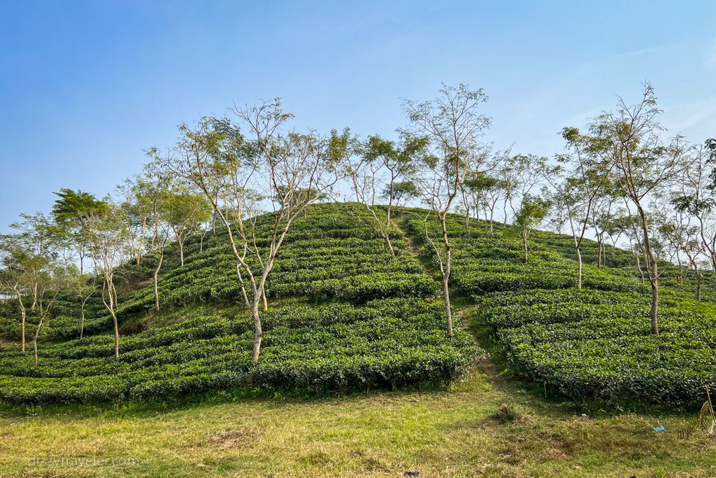 Tea mountain in Sreemangal