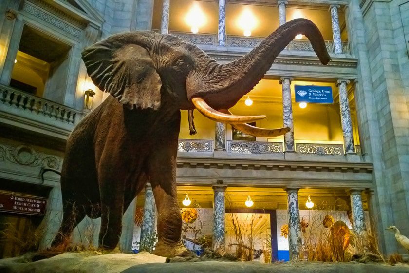 Smithsonian Museum of Natural History, DC